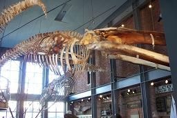 鯨の骨格展示